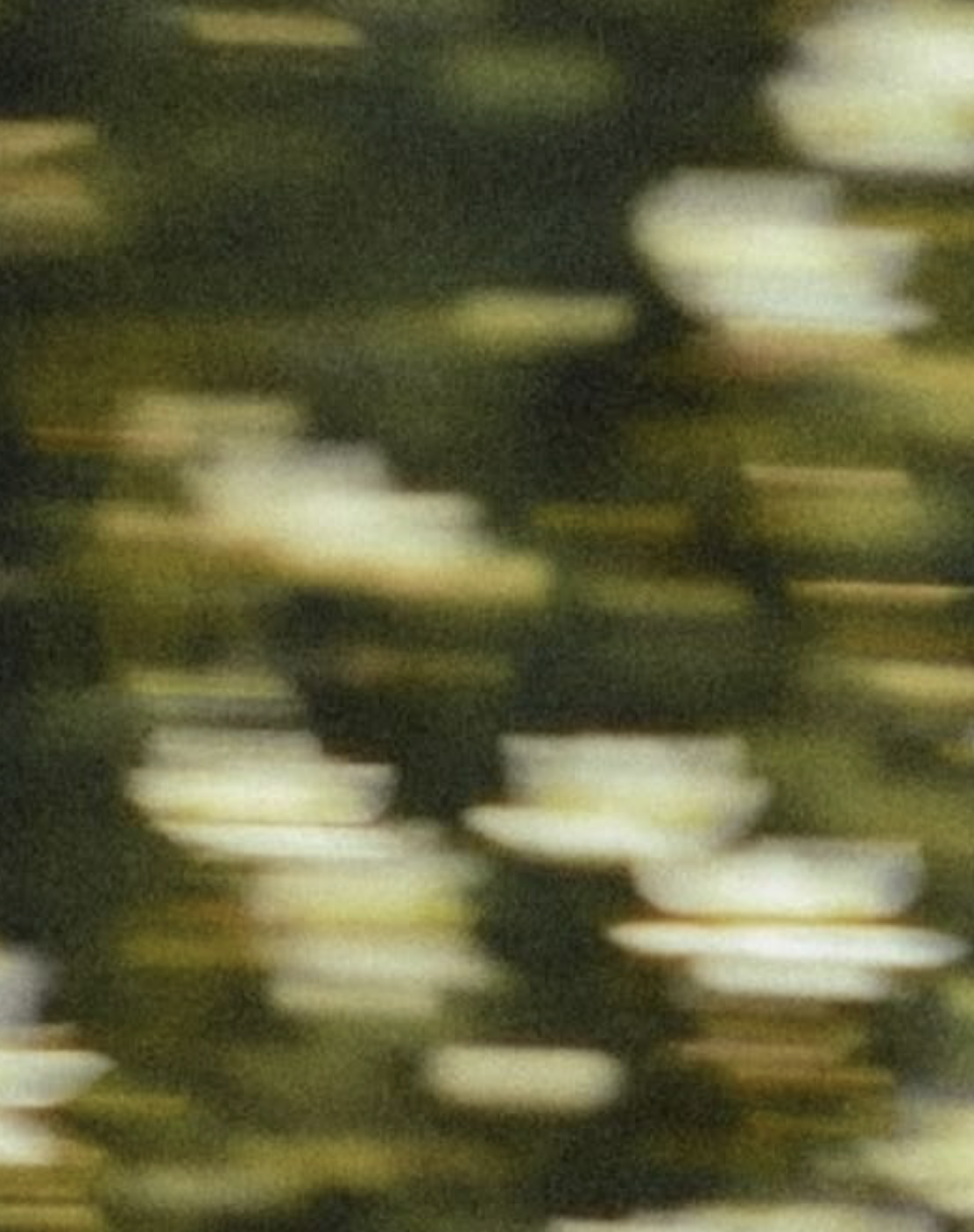 Impressionistic blurred water lilies in warm greens and creams